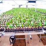 热镀锌苗床网苗床网大棚苗床网片供应图片1