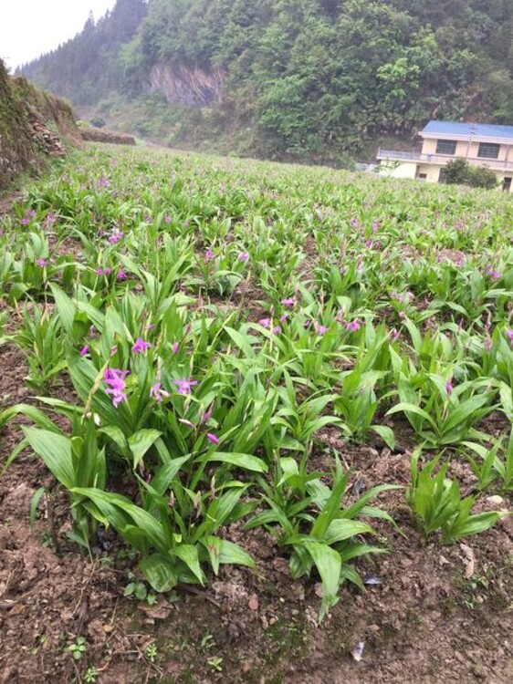 农之福白芨种植重庆白芨种苗信誉