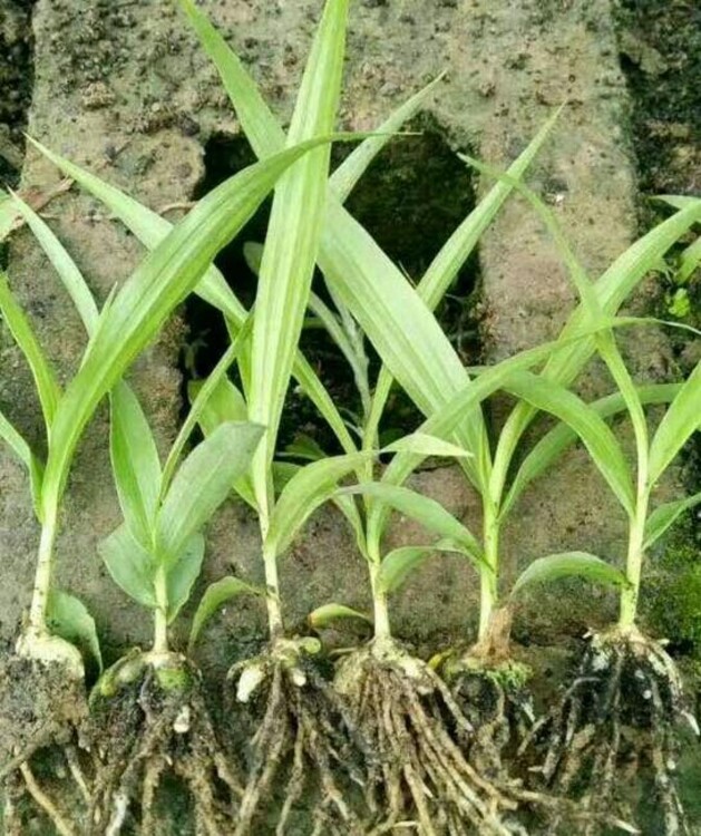 【農之福白芨價格,成都白芨種植基地】-武漢黃頁88網