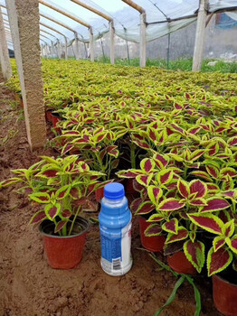 晓敏花卉草花批发基地,荆门绿化草花服务至上