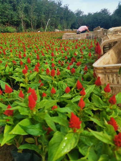 山东青州草花批发基地图片