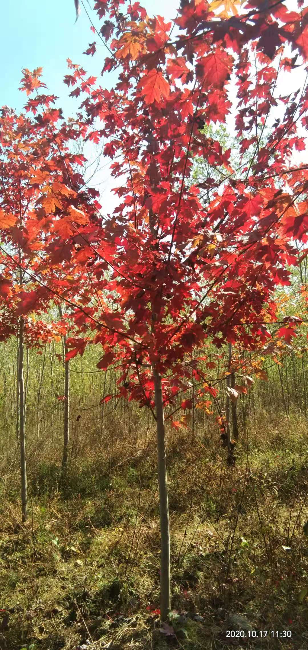 庄河本地绿化苗木绿化苗圃