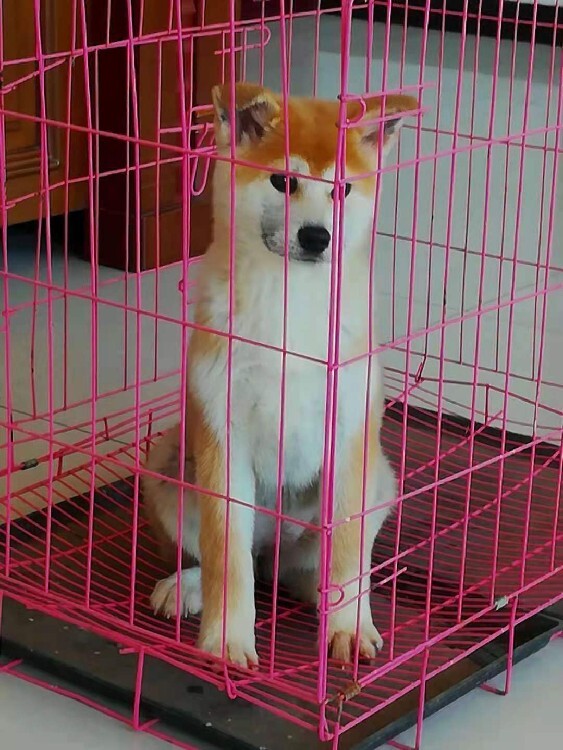 朝陽柴犬什麼價格中華田園犬狗場出售品質