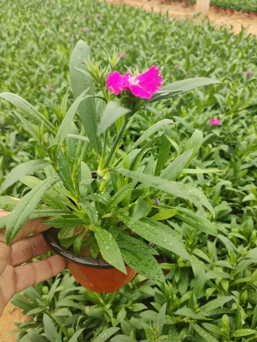 青州杂交石竹种植基地