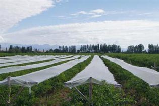 苹果树防雹网现货防雹网厂家