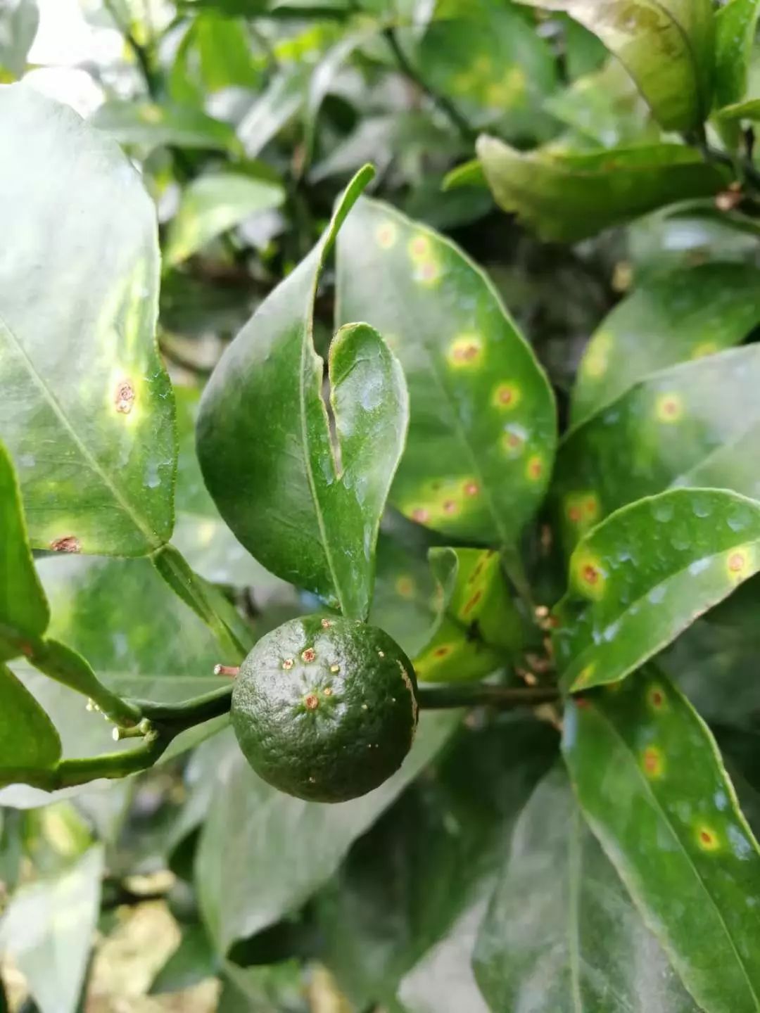 柑橘潰瘍病預防藥易可收枯草芽孢桿菌複合微生物菌劑