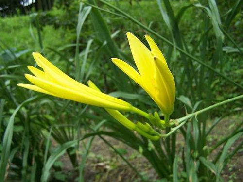 山西黄花菜种植方法,黄花菜无激素叶面肥易高沃鱼肥