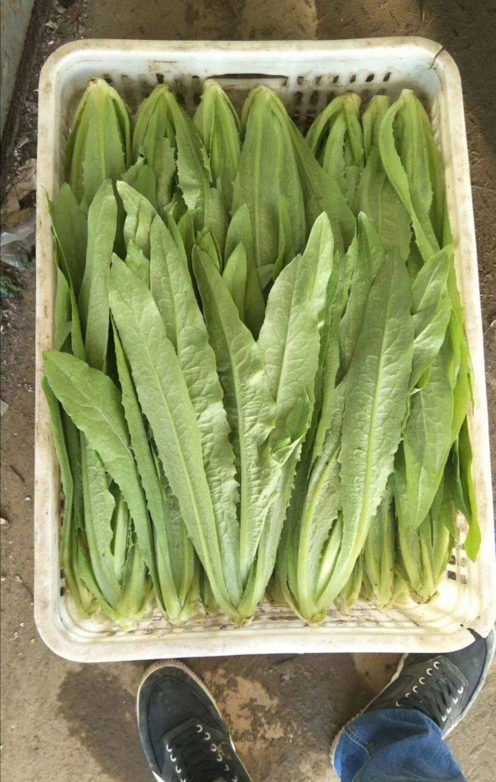 遼寧錦州油麥菜產量海底撈油麥菜種植方法