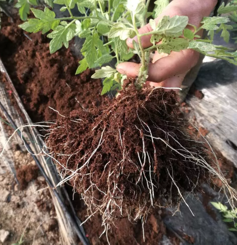 根小子微生物菌劑生根壯苗改良土壤生根粉廠家