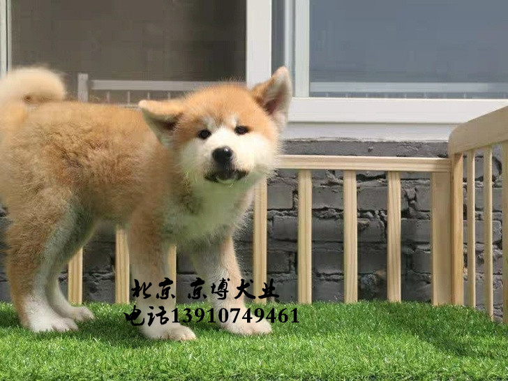 秋田犬家養秋田犬出售純種日系秋田犬價格