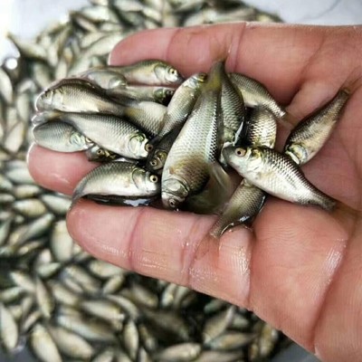 豪情鯽魚苗貴州鯽魚苗批發基地浙江鯽魚魚苗求購鯽魚養殖商機