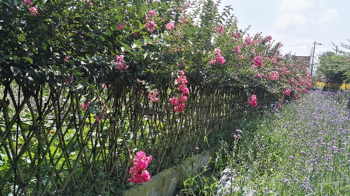 成都千蜀紫薇造型围墙造型篱笆编织