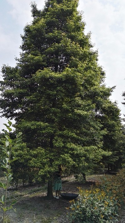 成都小葉楨楠產地小葉楨楠發源地楨楠苗木供應