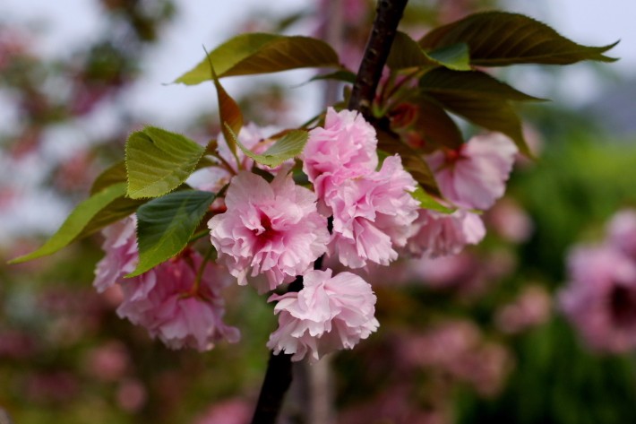 日本樱花树日本晚樱花卉乔木供应基地