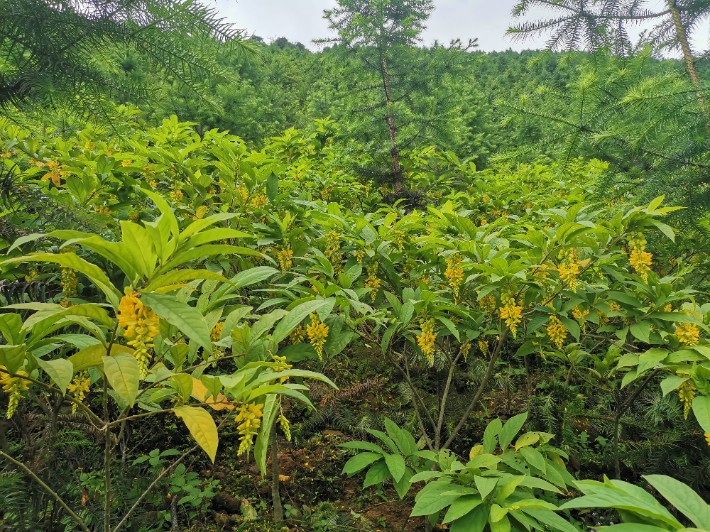 黃花倒水蓮苗現在可以種植了麼