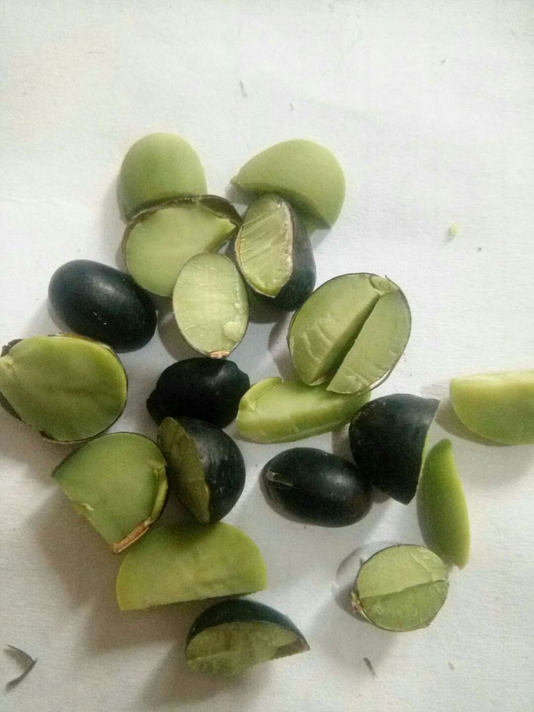 黑豆豆荚图片图片
