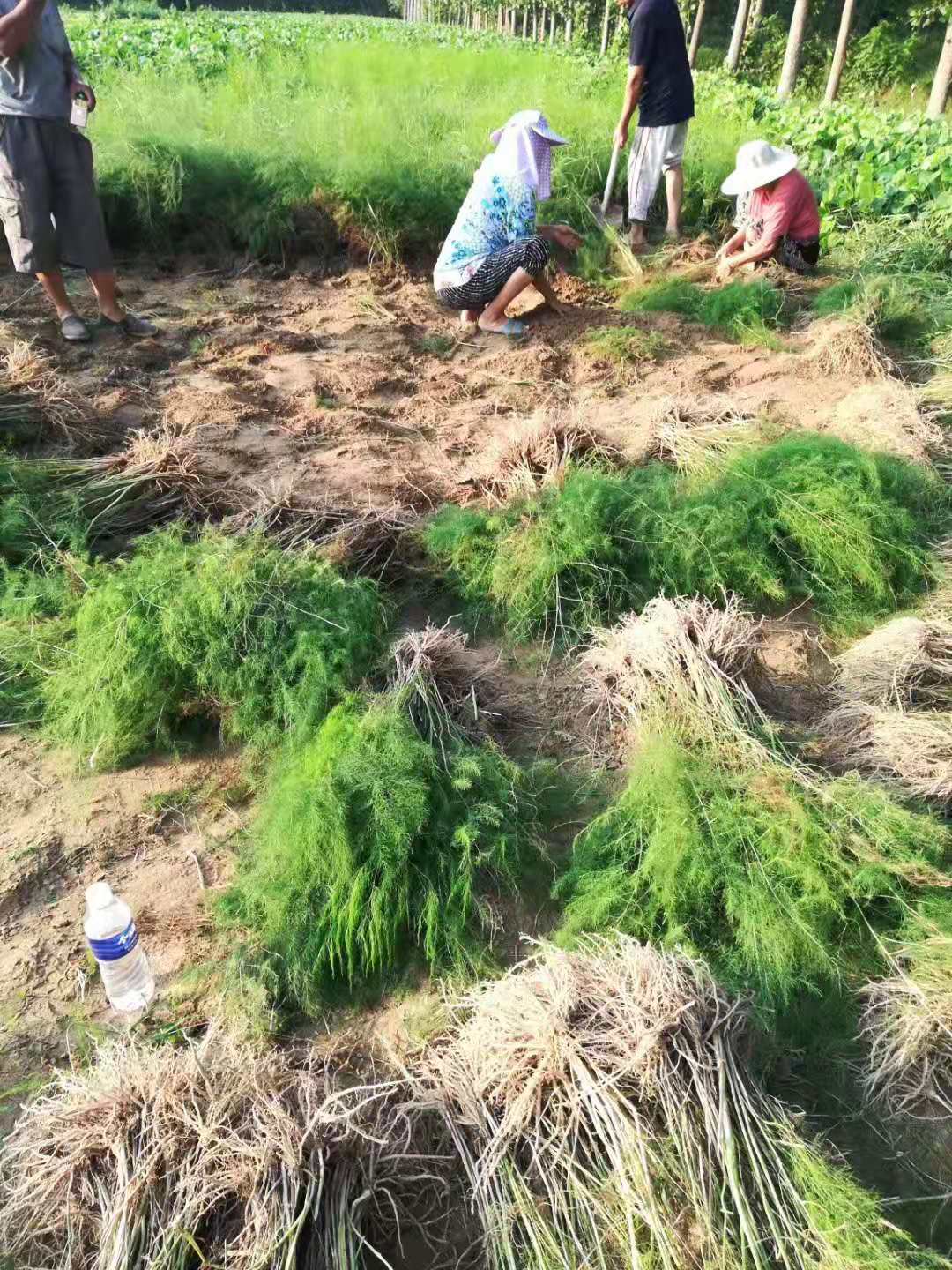 一年種植多年收益蘆筍種子種苗紫蘆筍種苗