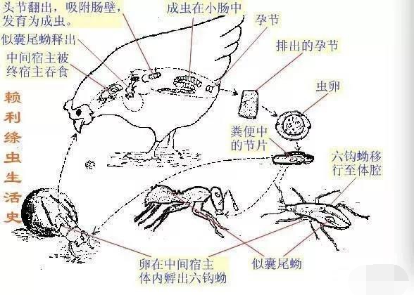 莫尼茨绦虫结构图图片