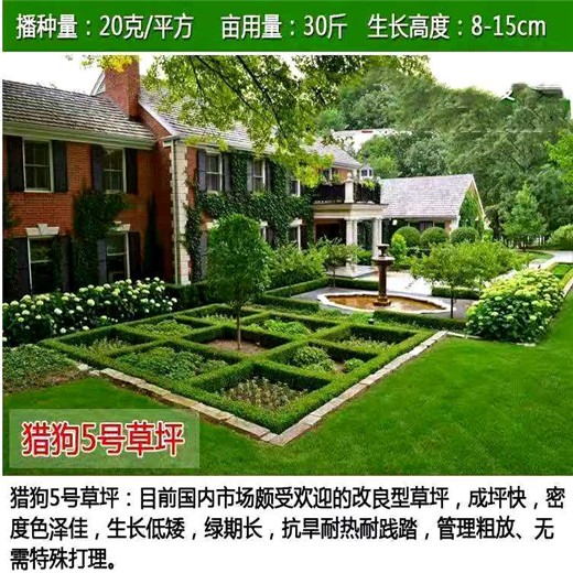 黑龙江双鸭山常青草种草籽进口商批发边坡常用草的种子