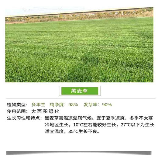 河南三门峡常青草种草籽经销商批发固边坡绿化草种草籽