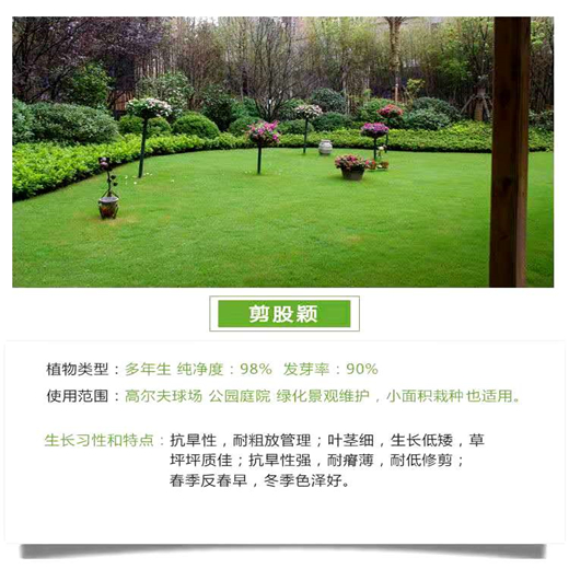 江苏常青草种草籽交易市场批发耐热花草种子