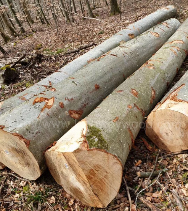 德国金威木业欧洲材进口木材欧洲榉木实木原木水青冈榉木原材料木料