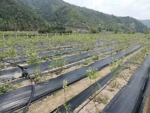 果園防草布使用年限除草布優點介紹