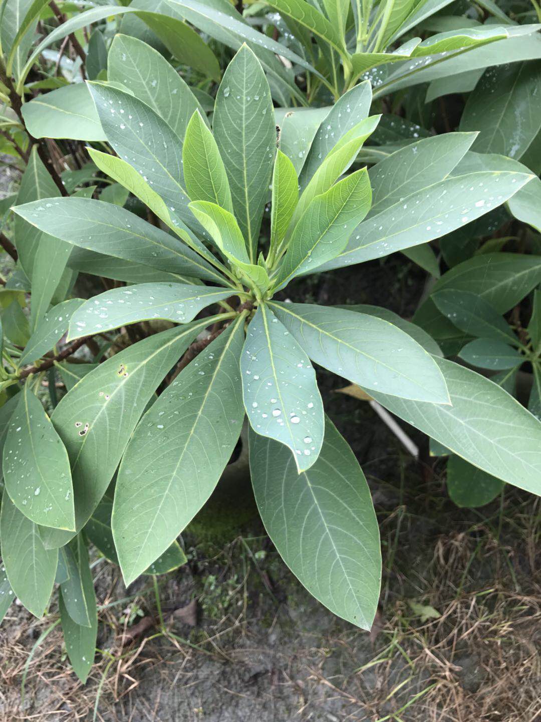 大袋子的结香出售驱除噩梦的花