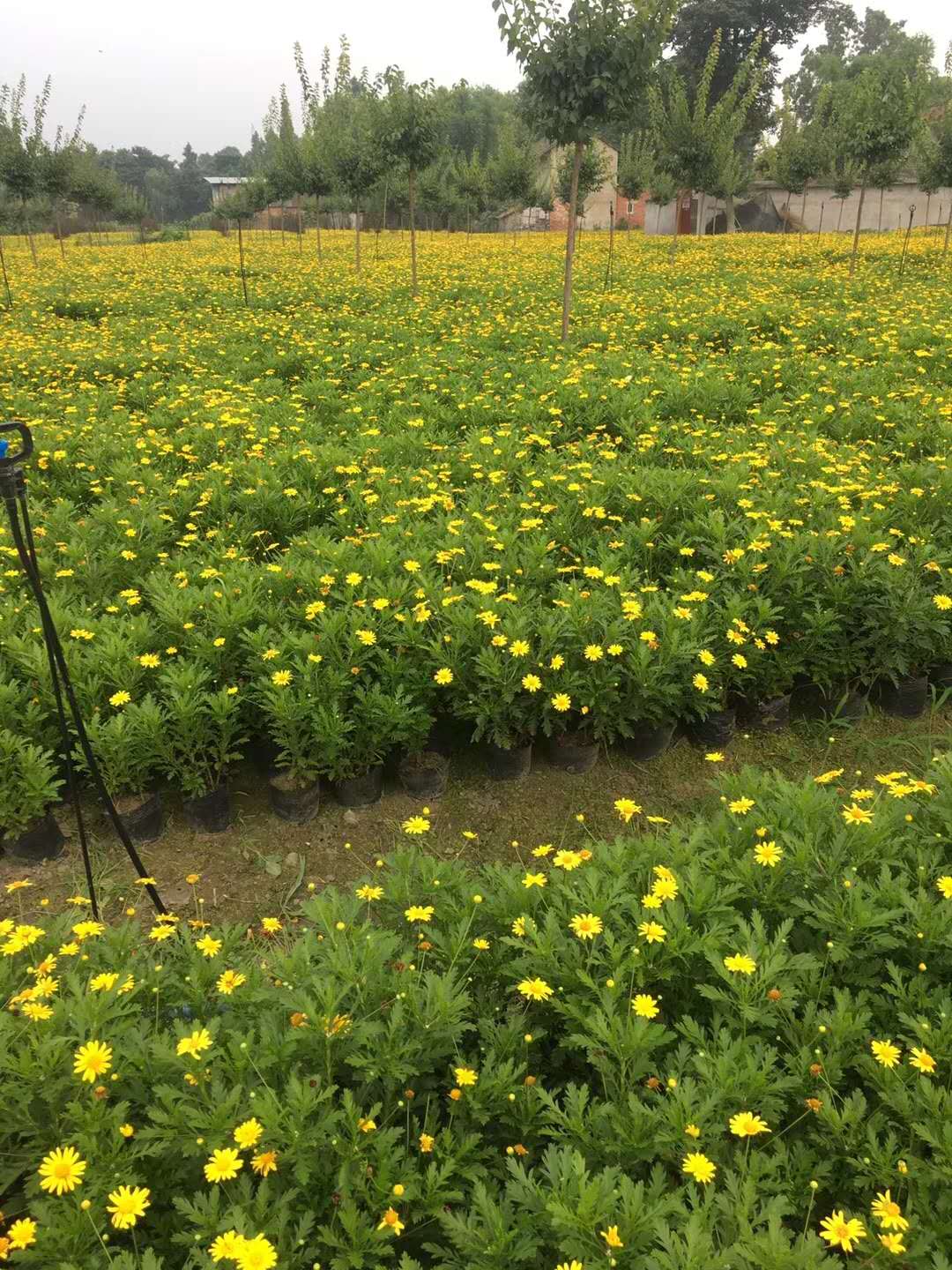 木春菊种植基地和黄金菊差不多的木春菊