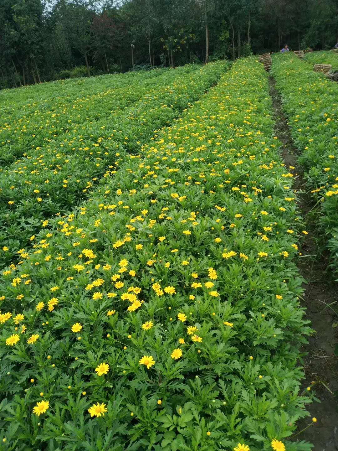 木春菊种植基地和黄金菊差不多的木春菊