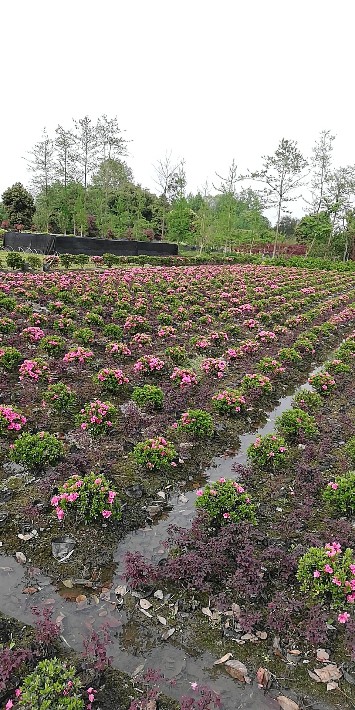 杜鵑花種植基地基地的杜鵑花批發價出售