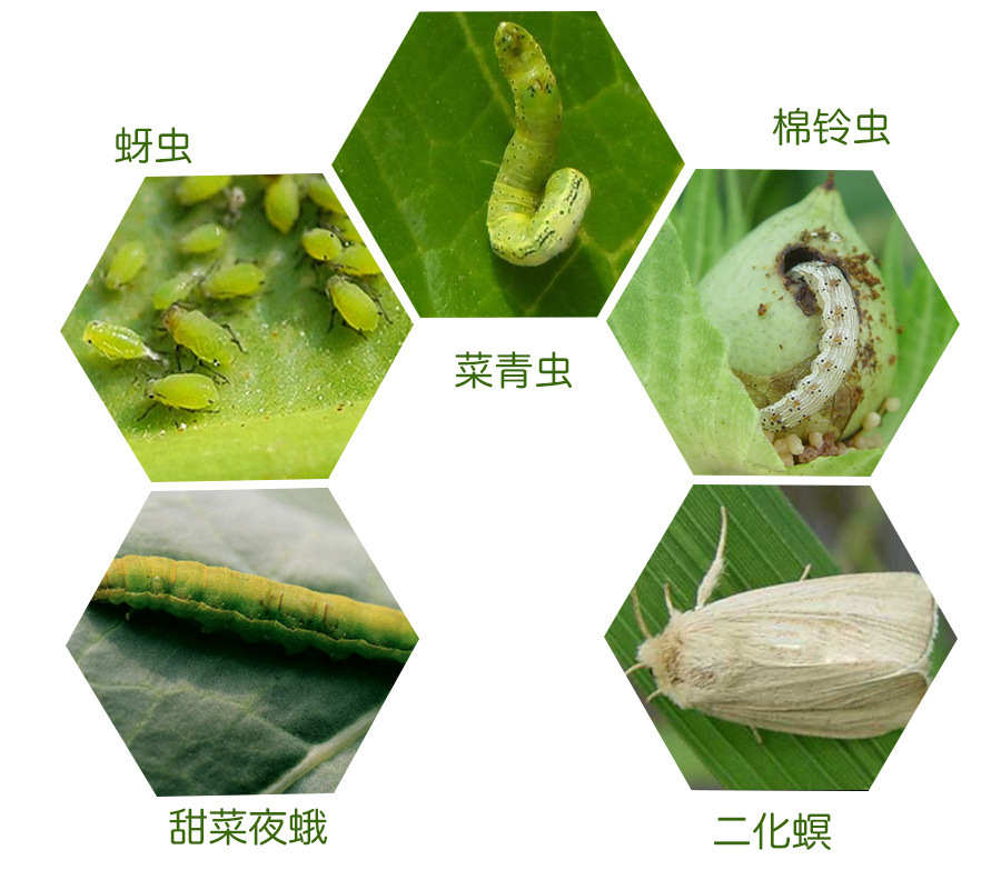 菜虫种类图片及名称图片