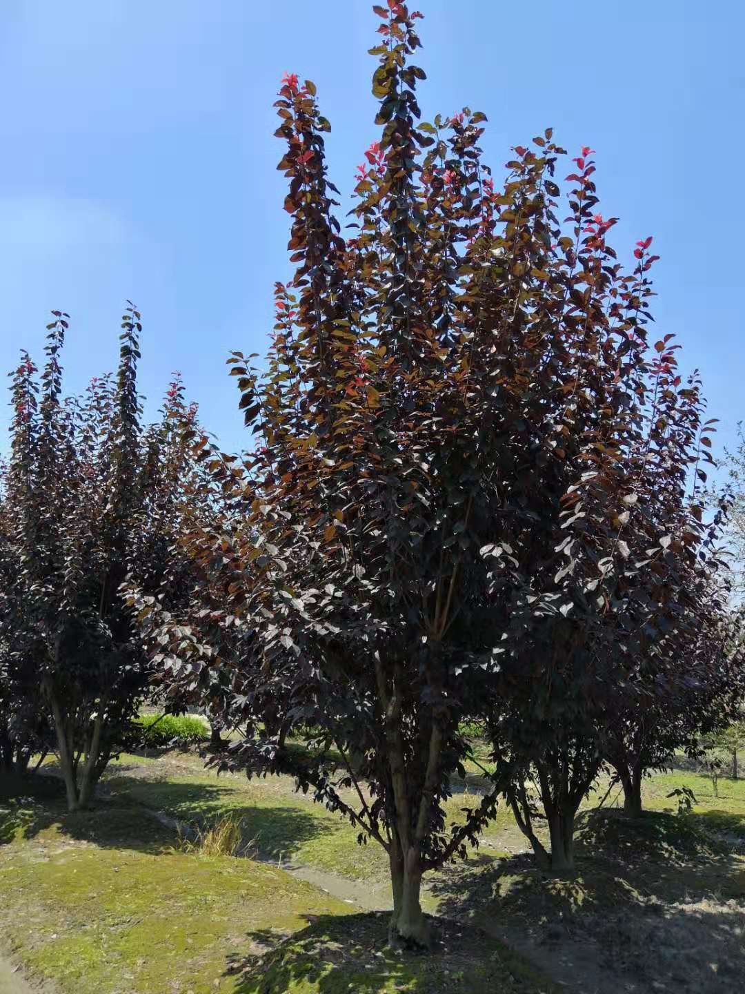丛生紫叶李树图片