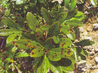 杨树褐斑病图片