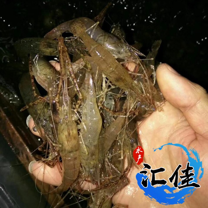 河虾苗罗氏虾苗南美白对虾苗麻虾苗全国发货