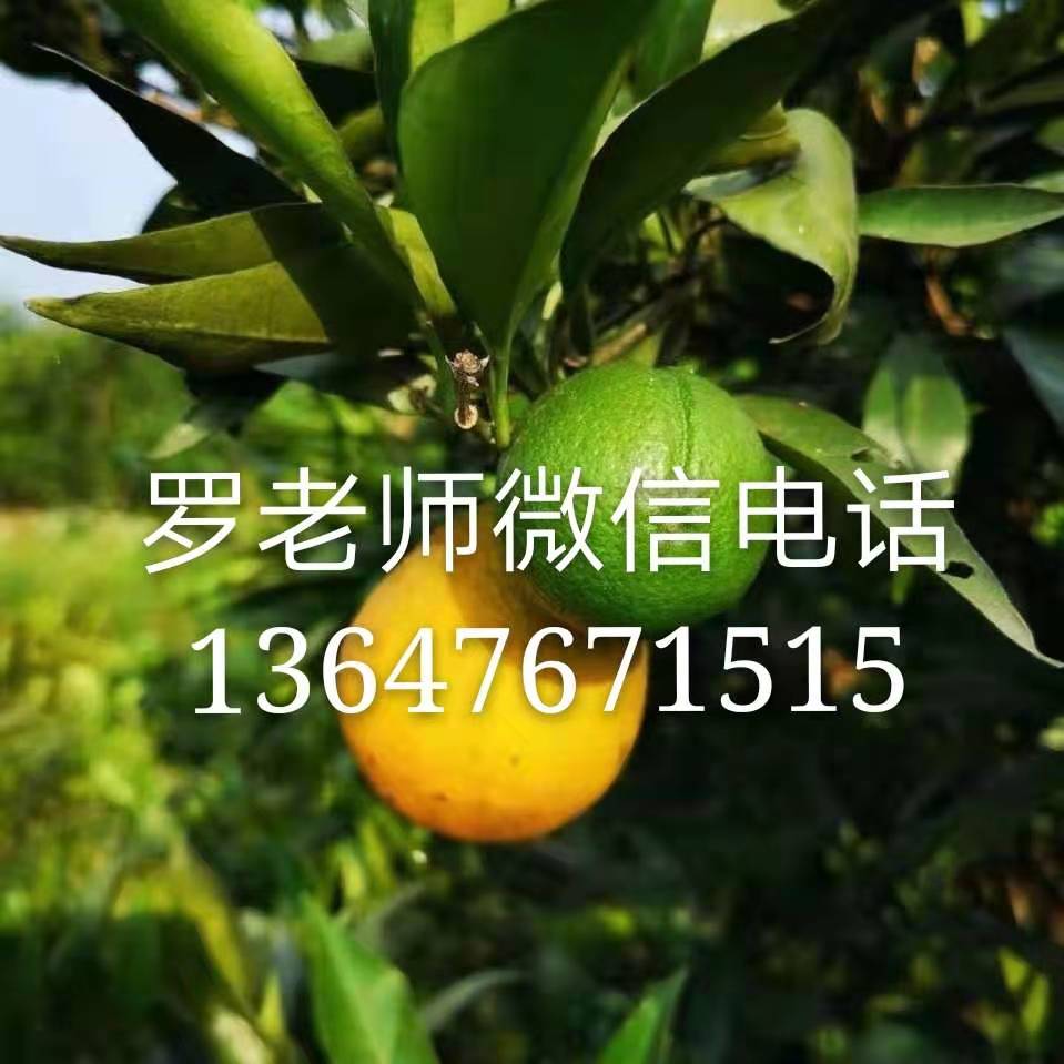 青秋脐橙品种介绍图片