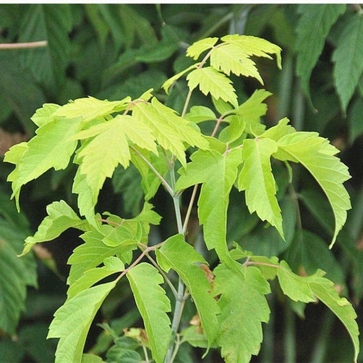 新上市复叶槭种子价格种植颜轲种业供应复叶槭种子