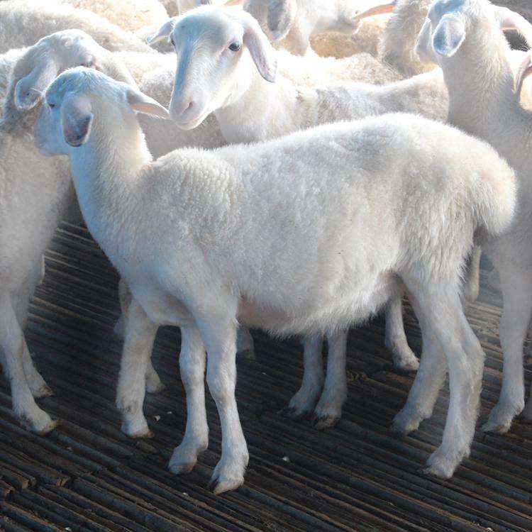 湖羊的品种简介 胡羊图片