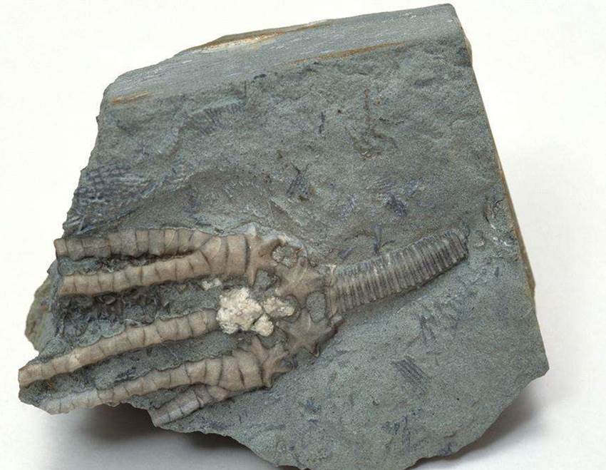 古生物化石价格 值钱图片
