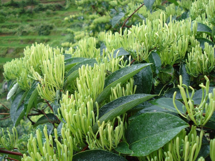 山银花性状图片