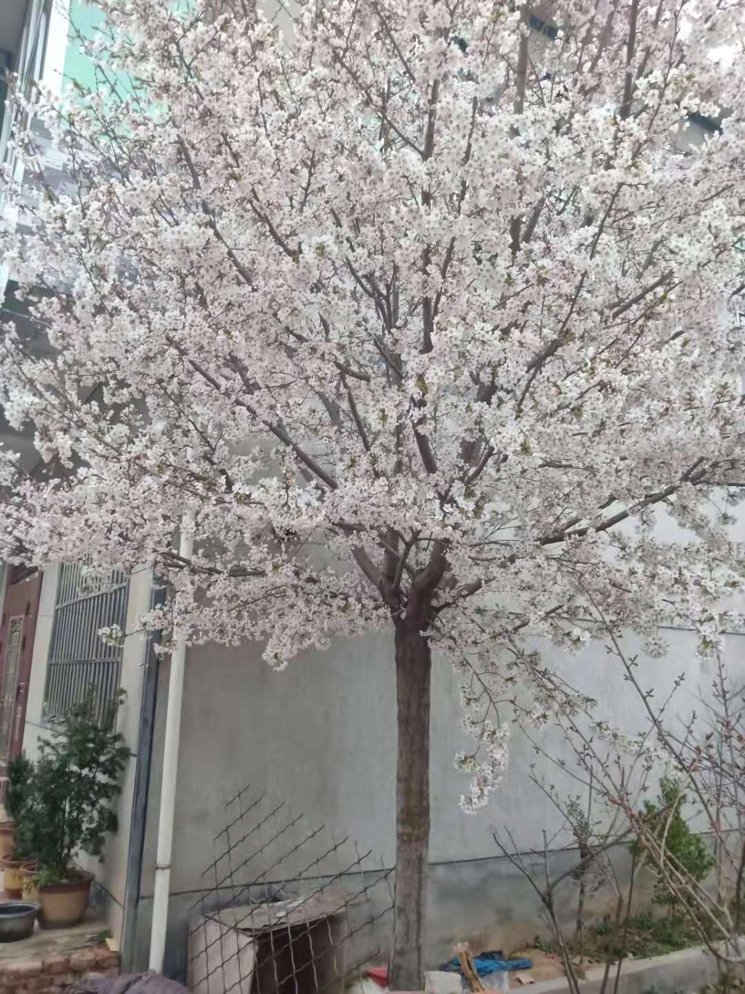 樱花树怎么种植(樱花树怎么种植视频教程)