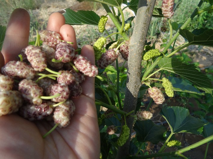 威海無籽大十果桑苗威海嫁接桑棗苗鮮食桑椹品種