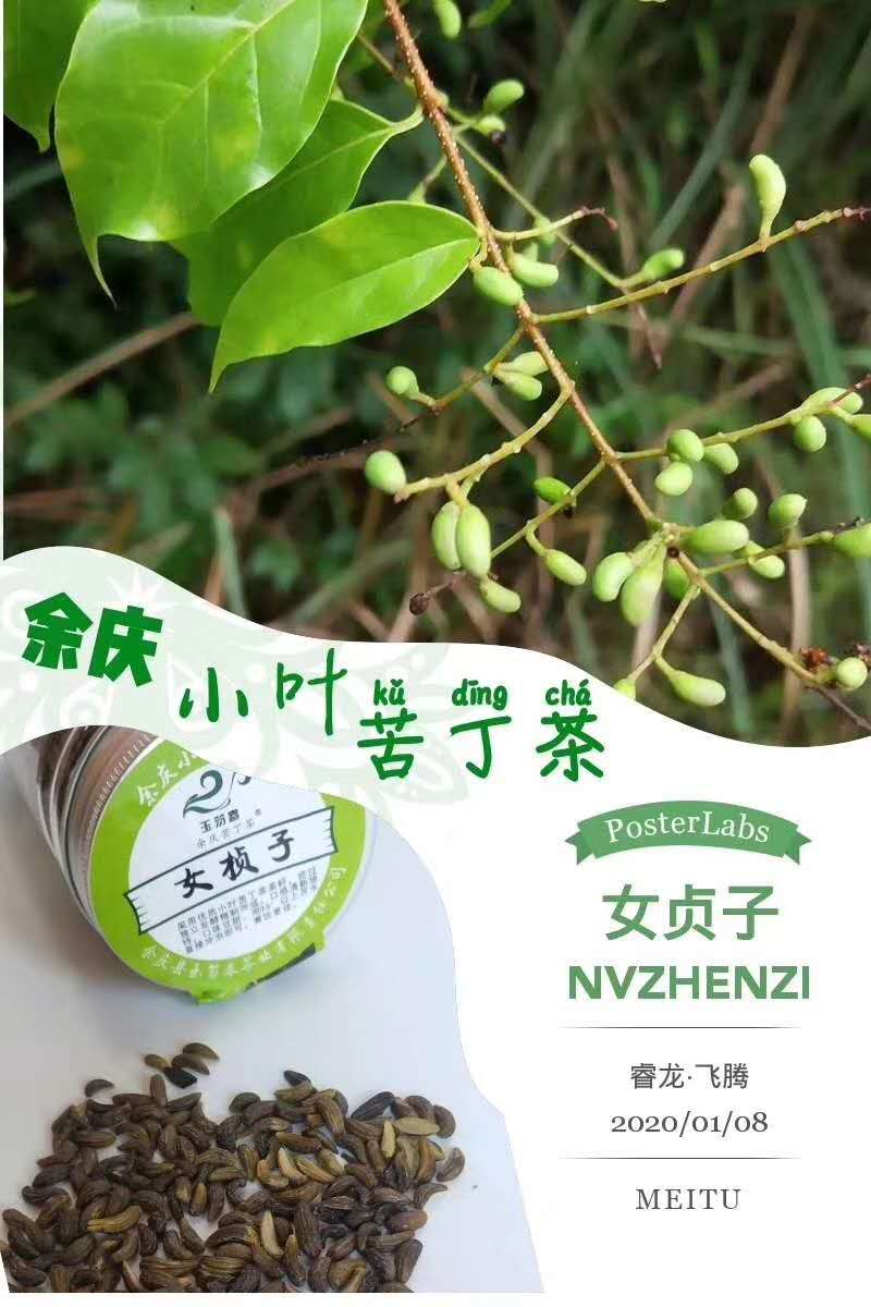 余庆小叶苦丁茶女贞子
