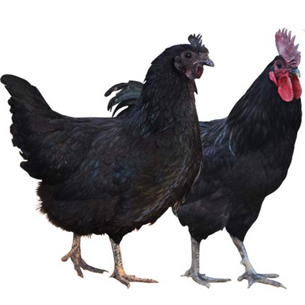 黑羽鸡品种图片