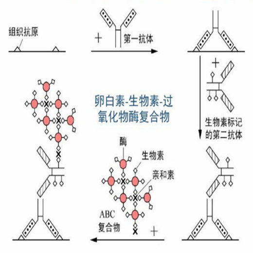 抗原的雙抗體夾心法以及用於檢測小分子抗原或半抗原的抗原競爭法等等