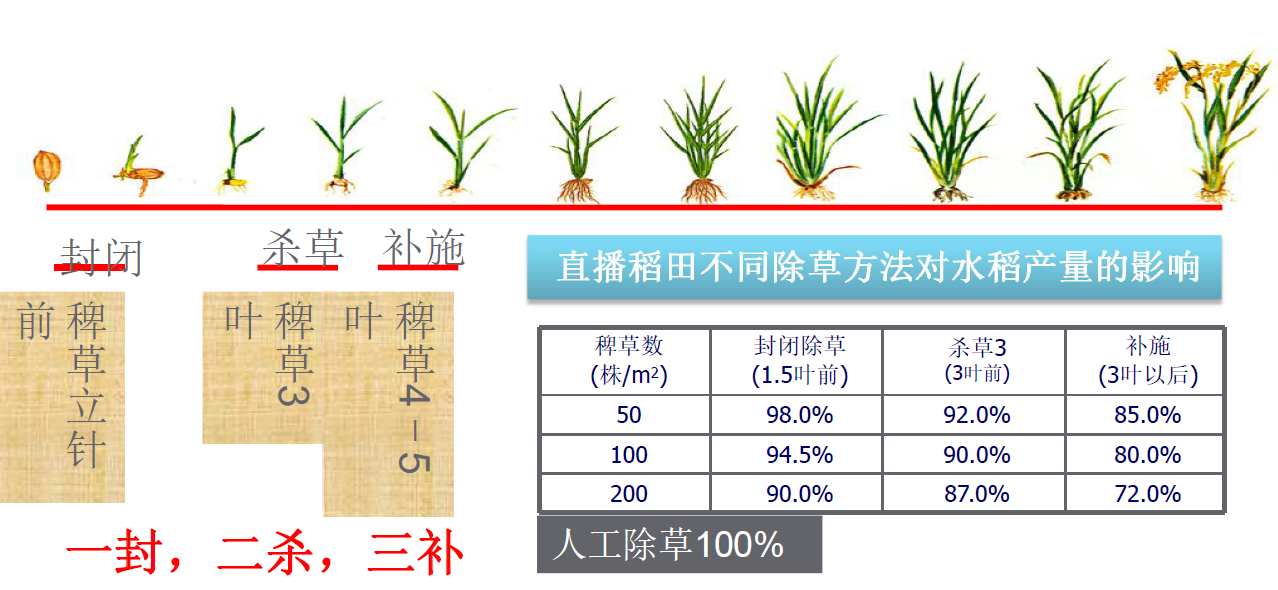 苗稻9号水稻简介图片