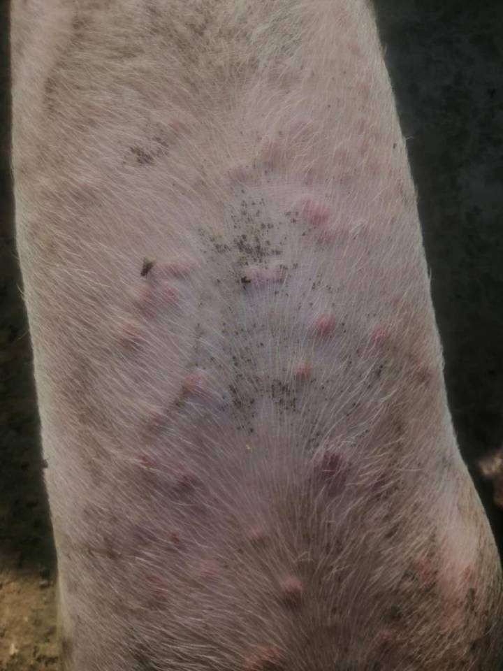 猪皮肤上有红斑和疹块图片