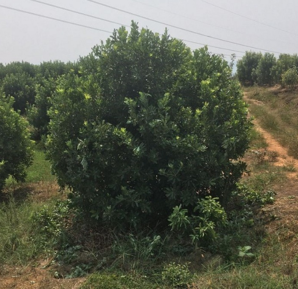 楊梅樹,原名:楊梅,別名:山楊梅,硃紅,珠蓉,拉丁文