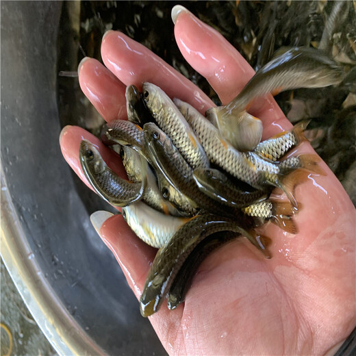 淡水鱼苗批发淡水鱼苗腾海耐运输青竹鲩苗坑娟光倒刺耙