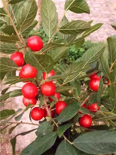 钙果苗种植季节2年钙果苗1年钙果苗钙果苗价格